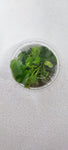 NYMPHOIDES HYDROPHYLLA TAIWAN  041B TC