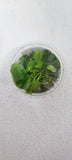NYMPHOIDES HYDROPHYLLA TAIWAN  041B TC