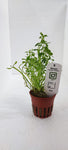 BACOPA MONNIERI COMPACT  044A