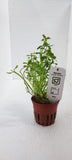 BACOPA MONNIERI COMPACT  044A