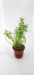 BACOPA MONNIERI COMPACT  044A
