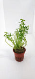 BACOPA MONNIERI COMPACT  044A