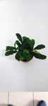 BUCEPHALANDRA PYGMAEA 'Bukit Kelam' 139