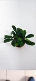 BUCEPHALANDRA PYGMAEA 'Bukit Kelam' 139