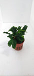 BUCEPHALANDRA PYGMAEA 'Bukit Kelam' 139