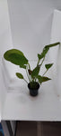 ECHINODORUS OZELOT POTTED 073F