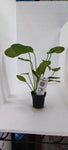 ECHINODORUS OZELOT POTTED 073F