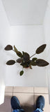 LAGENANDRA MEEBOLDII RED 103