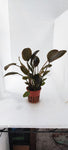 LAGENANDRA MEEBOLDII RED 103