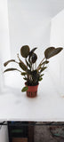 LAGENANDRA MEEBOLDII RED 103