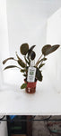 LAGENANDRA MEEBOLDII RED 103