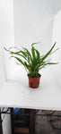 MICROSORUM PTEROPUS NARROW 008A