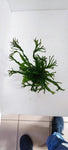 MICROSORUM PTEROPUS WINDELOV 008B