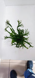 MICROSORUM PTEROPUS WINDELOV 008B