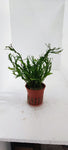 MICROSORUM PTEROPUS WINDELOV 008B