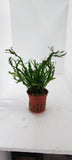 MICROSORUM PTEROPUS WINDELOV 008B