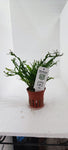 MICROSORUM PTEROPUS WINDELOV 008B