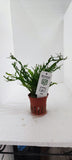 MICROSORUM PTEROPUS WINDELOV 008B