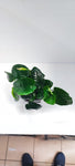 ANUBIAS BARTERI CALADIFOLIA XL 101U XL