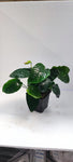 ANUBIAS BARTERI CALADIFOLIA XL 101U XL