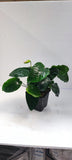 ANUBIAS BARTERI CALADIFOLIA XL 101U XL