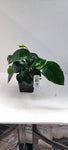 ANUBIAS BARTERI CALADIFOLIA XL 101U XL