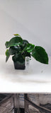 ANUBIAS BARTERI CALADIFOLIA XL 101U XL