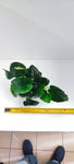 ANUBIAS BARTERI CALADIFOLIA XL 101U XL