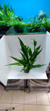 MICROSORUM PTEROPUS XL 008XL