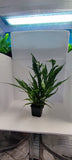 MICROSORUM PTEROPUS XL 008XL