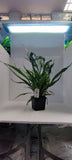 MICROSORUM PTEROPUS XL 008XL