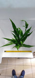 MICROSORUM PTEROPUS XL 008XL