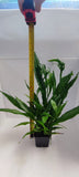 MICROSORUM PTEROPUS XL 008XL