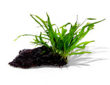 MICROSORUM PTEROPUS NARROW 008A YWS