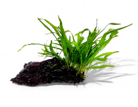 MICROSORUM PTEROPUS NARROW 008A YWS