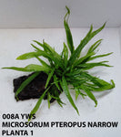 MICROSORUM PTEROPUS NARROW 008A YWS