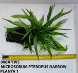 MICROSORUM PTEROPUS NARROW 008A YWS