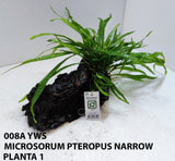 MICROSORUM PTEROPUS NARROW 008A YWS