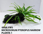 MICROSORUM PTEROPUS NARROW 008A YWS