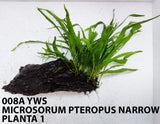 MICROSORUM PTEROPUS NARROW 008A YWS