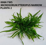 MICROSORUM PTEROPUS NARROW 008A YWS