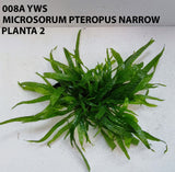 MICROSORUM PTEROPUS NARROW 008A YWS