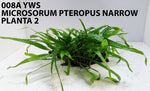MICROSORUM PTEROPUS NARROW 008A YWS