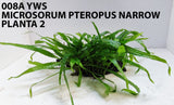 MICROSORUM PTEROPUS NARROW 008A YWS