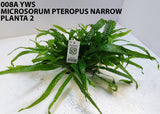 MICROSORUM PTEROPUS NARROW 008A YWS