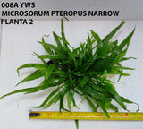 MICROSORUM PTEROPUS NARROW 008A YWS