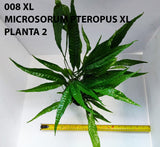 MICROSORUM PTEROPUS XL 008XL