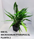MICROSORUM PTEROPUS XL 008XL