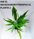 MICROSORUM PTEROPUS XL 008XL