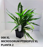 MICROSORUM PTEROPUS XL 008XL